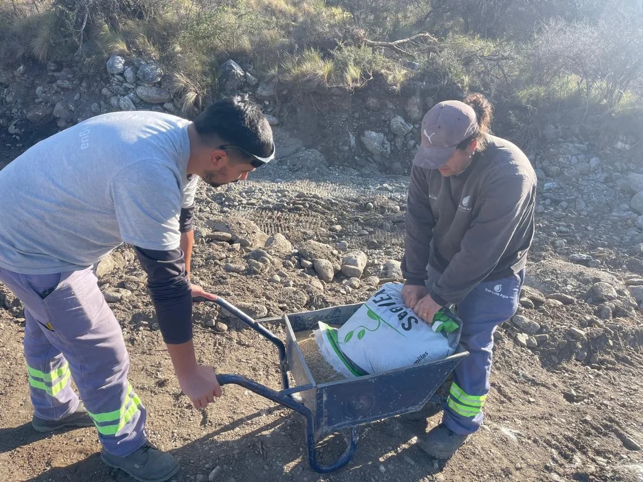 Plantaron semillas de centeno en ambas márgenes del arroyo Damiana Vega