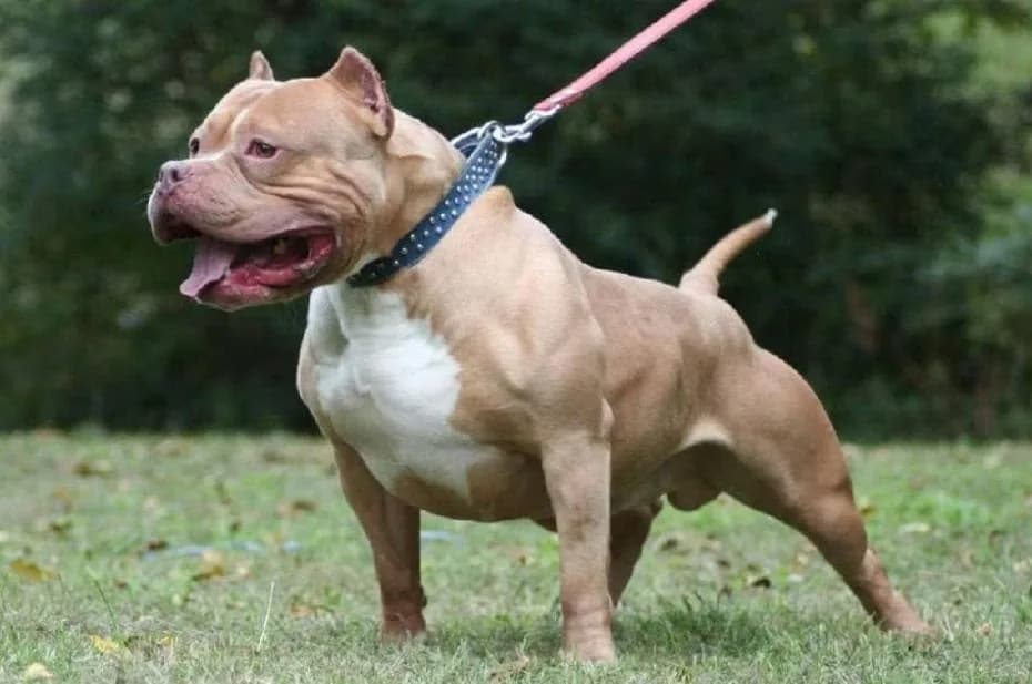 Perros peligrosos: la ciudad tiene un registro obligatorio y multas de hasta $135 mil