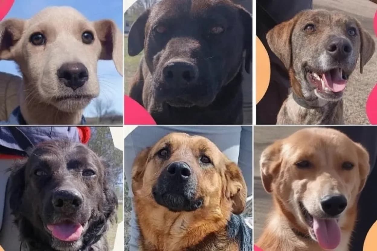 13 miradas que esperan una familia: la canera de Juana Koslay busca hogar para perros.