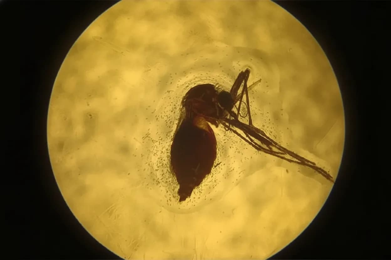 Hembra de Aedes aegypti con el abdomen lleno de sangre suplementada con suero de animales inmunizados.