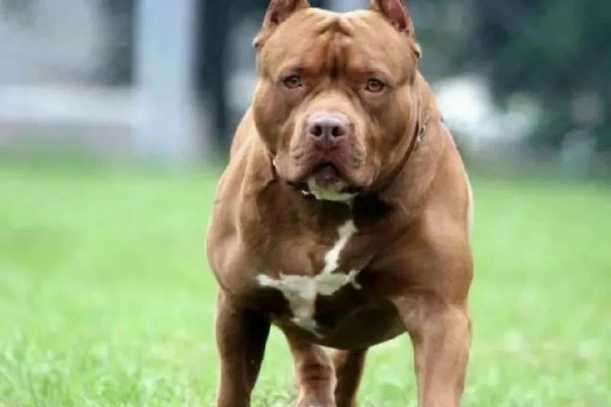 Hay conmoción por repetidos hechos con ataques de perros pitbull.