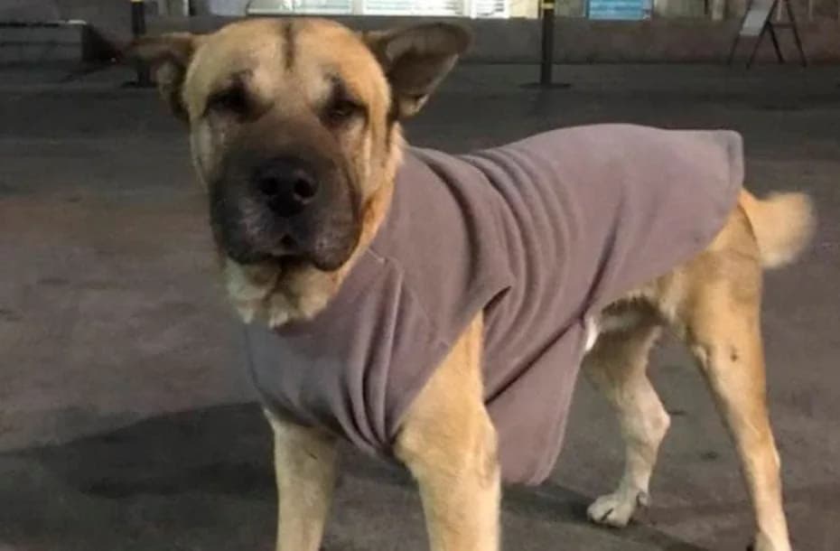 olor en el barrio Policial Sur por la muerte de un perro comunitario: denuncian que fue atacado y ahorcado.