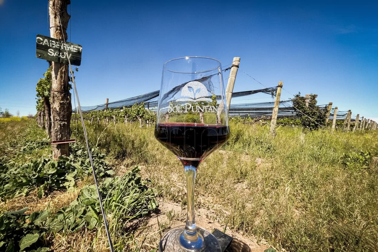Sol Puntano alcanza un hito vitivinícola con sus primeros vinos de elaboración propia y premiados