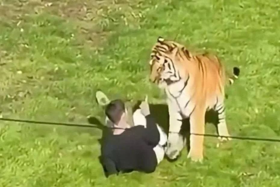 Un hombre murió tras el ataque de un tigre en un parque de vida silvestre.