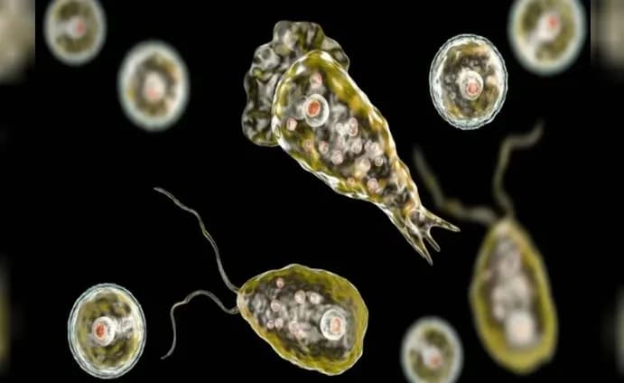 La ameba Naegleria fowleri.