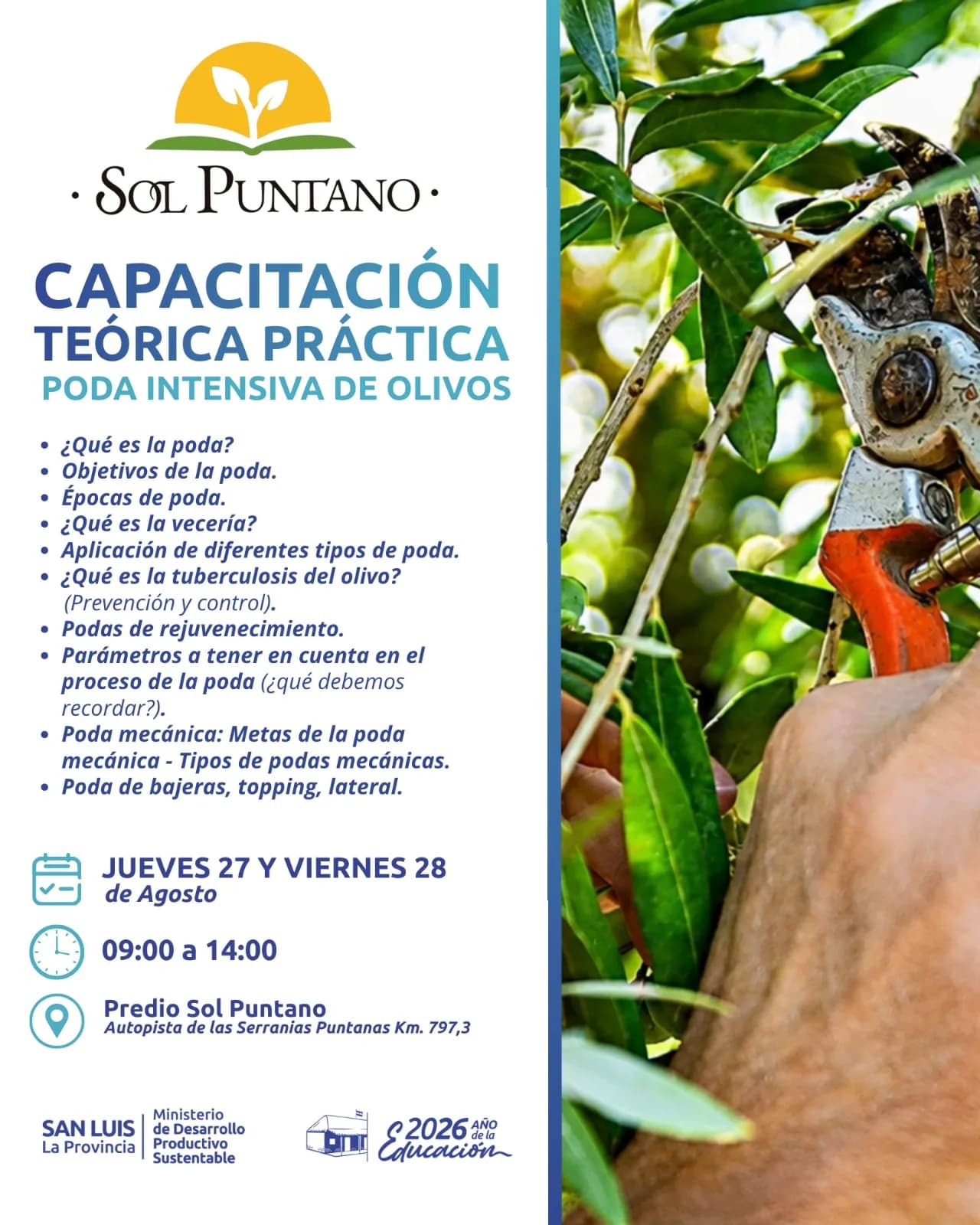 Sol Puntano realizará una capacitación sobre poda intensiva de olivos