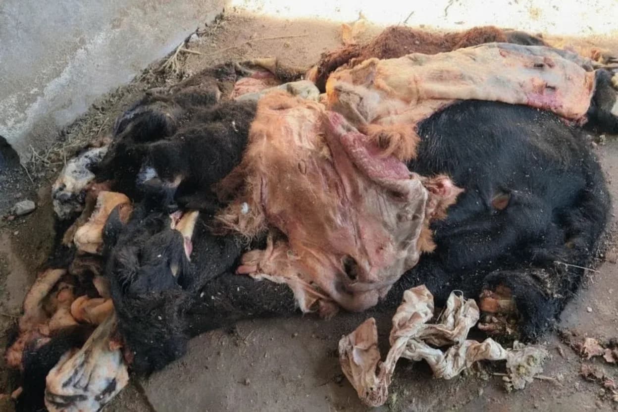 Los cueros que fueron secuestrados en los procedimientos.