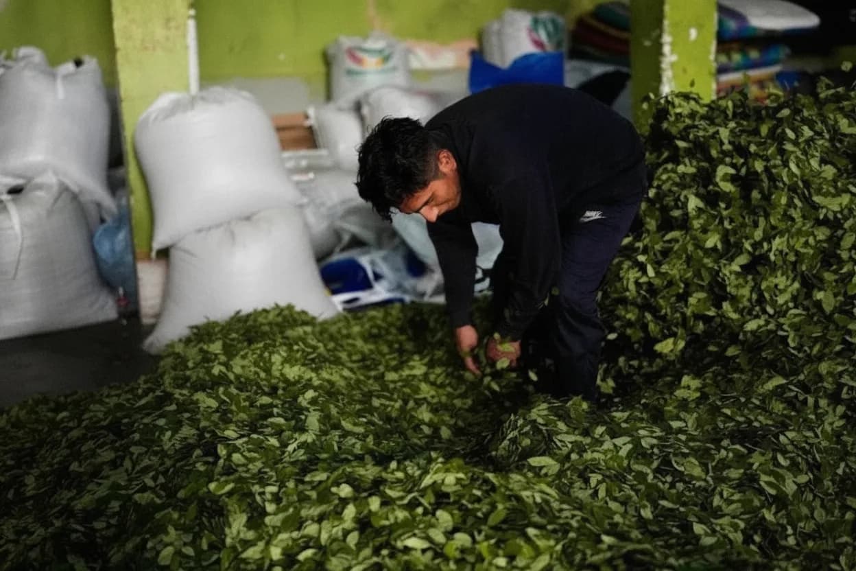 Un vendedor mezcla sus hojas de coca mientras espera a los clientes en un mercado de hojas de coca en La Paz, Bolivia, el martes 8 de septiembre de 2026.