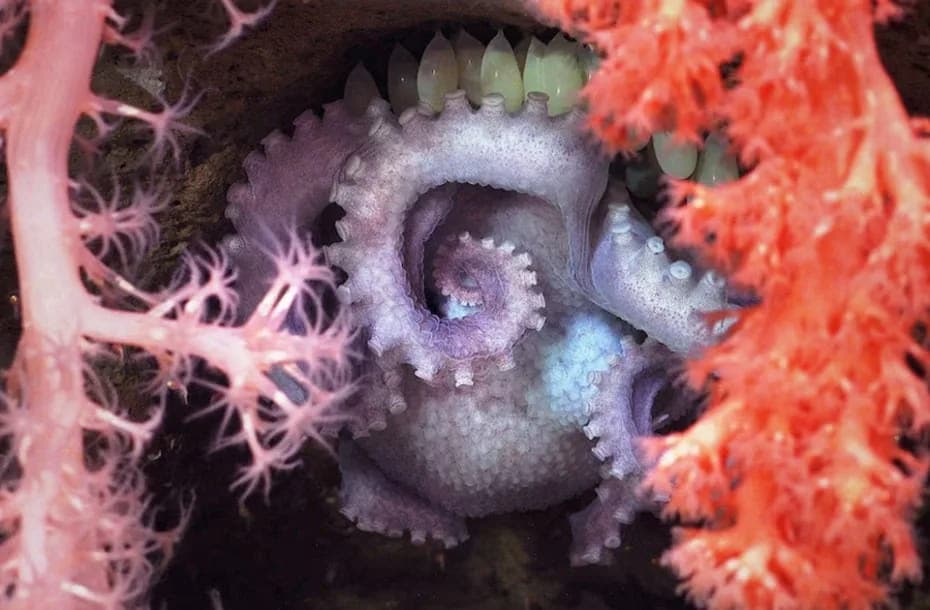 Una pulpo incubando huevos detrás de un coral.