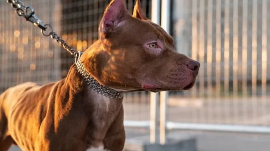 Un nene de 4 años murió tras ser atacado por un pitbull.