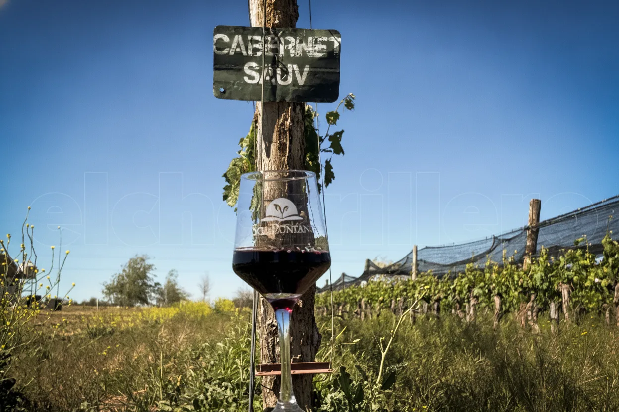 De la vid a la medalla: así nacieron los primeros vinos 100% producidos en Sol Puntano